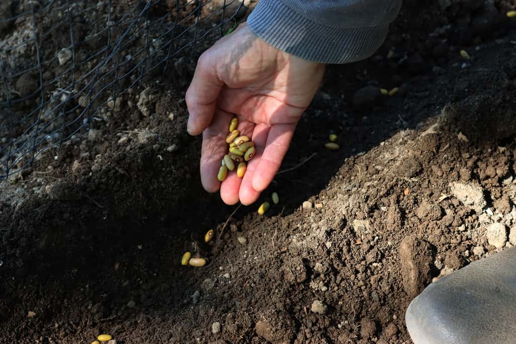 Semis de haricots directement au potager. ©saratm, AdobeStock